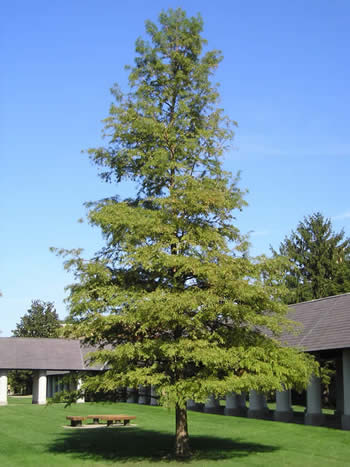 What is a bald cypress tree?