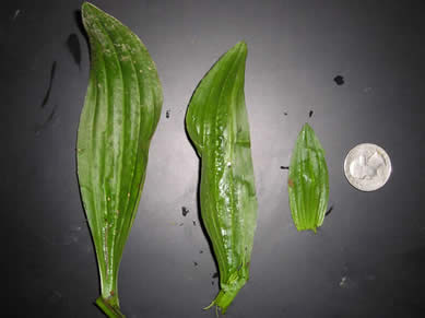 common plantain 4