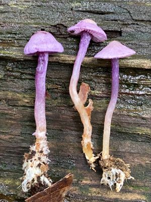 Secret Life_shroom 1 Secret Life_shroom 1