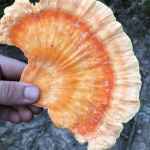 Secret Life_shroom Secret Life_shroom