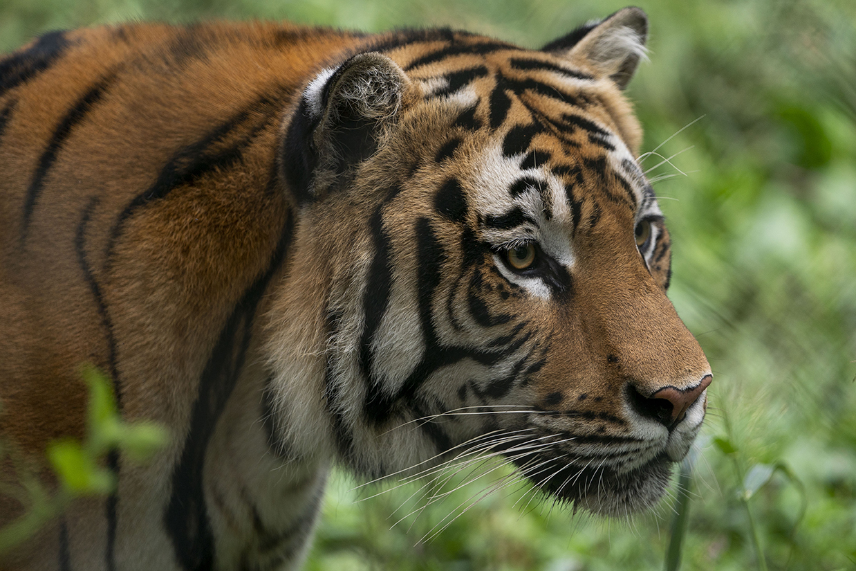 Tiger at Indiana's Exotic Feline Rescue Center