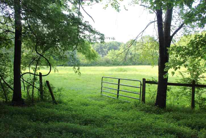 Stock photo of a green gate opening into a meadow