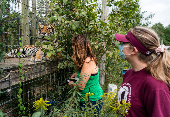 Tiger can be seen behind enclosure on the left, Doyle and Sylvia stand on the to the right, observing