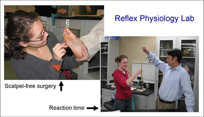 Reflex Lab
