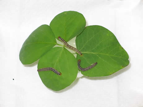 VBC on soybean leaflets