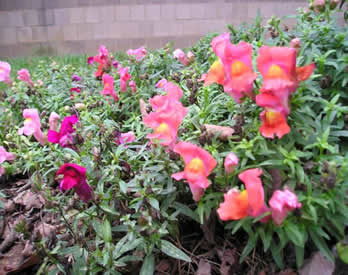 Snapdragons