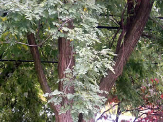 Black locust 01