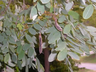 black locust 05