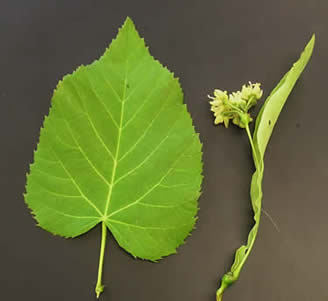 american linden tree leaves