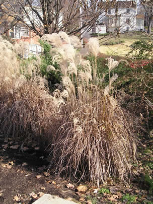 chinese silvergrass1