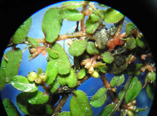 prostrate spurge 5