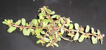 prostrate spurge4