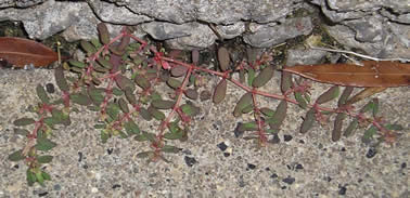prostrate spurge1