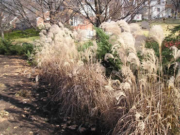 silver grass 2