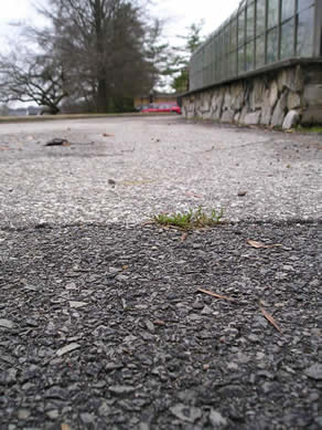prostrate spurge 2