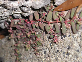 prostrate spurge 3