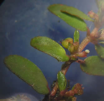 prostrate spurge 6