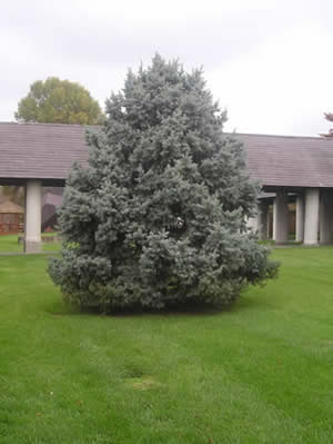 blue spruce 04