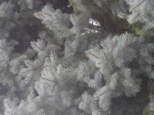 blue spruce 02