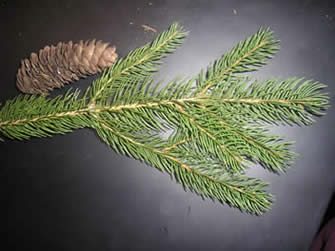 Norway Spruce Norway Spruce