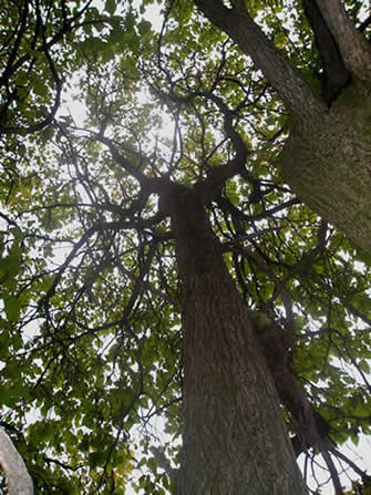 southern catalpa tree edible