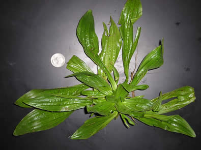 common plantain 2