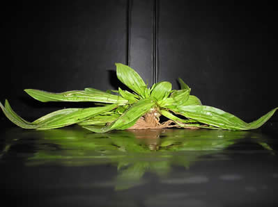 common plantain 3
