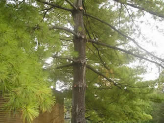 eastern white pine 03