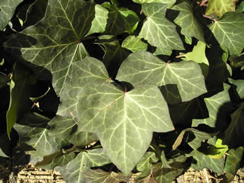 English Ivy