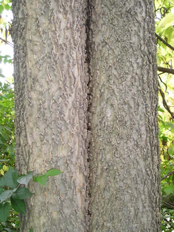 Are hackberry trees poisonous to dogs cheap