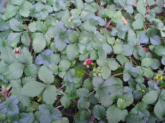 indian strawberry 2