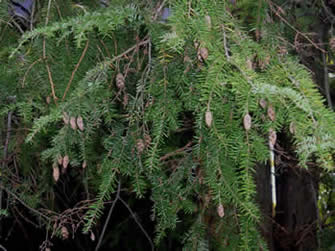 eastern hemlock 04