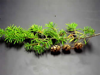 eastern hemlock 03