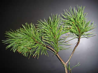 mugo pine 2