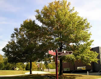 pin oak 03