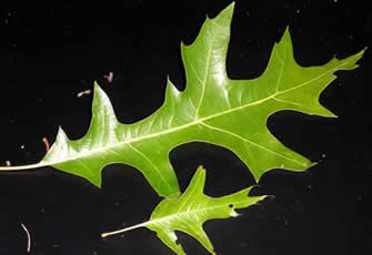 pin oak 02