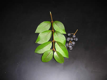privet1
