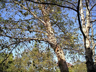 river birch 02