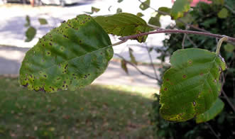 river birch 03