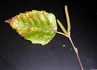river birch 04