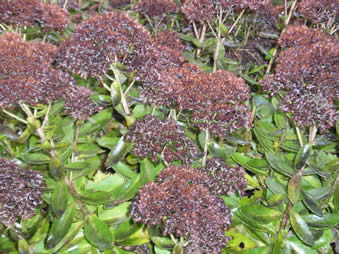 sedum5
