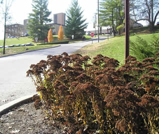 sedum autumn joy spectabile faculty bellarmine drobinson edu