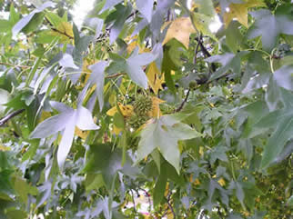 sweet gum 02