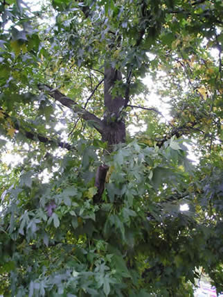 sweet gum 05