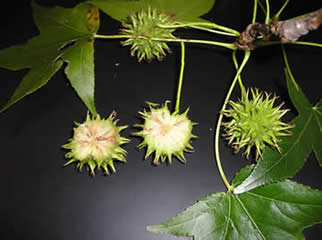 Swettgum tree fruit