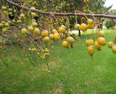 crab apple 02