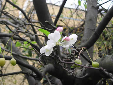 crab apple 01