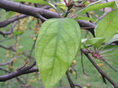 crabapple04