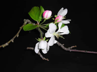 crabapple 03