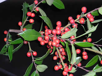 holly 05